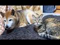 柴犬パパのサポートを頑張るしっかり者の猫は移動する飼い主について回り扉の前で待つかわいい甘えん坊です