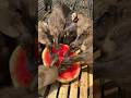It’s hot outside give my ducklings some watermelon 🍉🍉 😍😍#shortvideo #shorts #cute