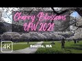 Seattle&#39;s Best Cherry Blossom Walk in 4K at University of Washington UW, Seattle WA Spring 2021