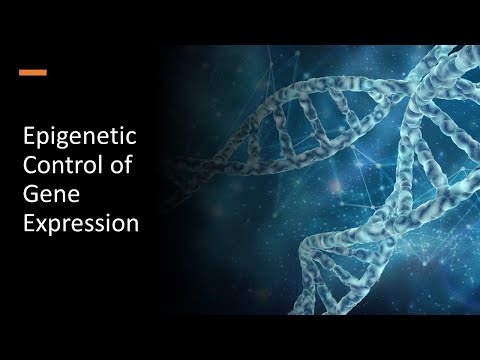 Video: Hvad er navnet på det enorme netværk i kroppen, der styrer genekspression?