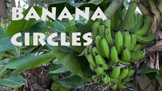 Banana Circles