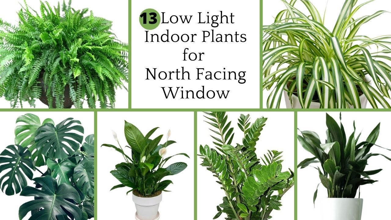 North-facing window plants