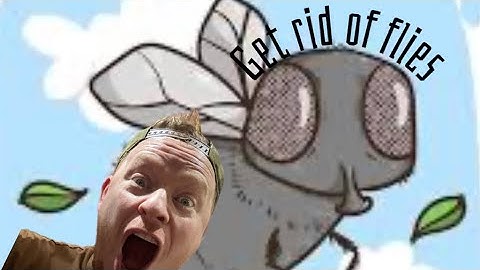How to GET RID OF FLIES! 🤯