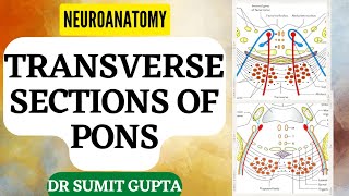 Transverse Section of Pons || NEUROANATOMY-THE BRAINSTEM