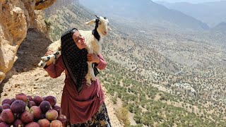 Download Lagu ⛰️🐑 Kulthum's incredible story: from baking bread to rescuing a goat in the mountains 🌄💪 MP3 Download Lagu ⛰️🐑 Kulthum's incredible story: from baking bread to rescuing a goat in the mountains 🌄💪 MP3