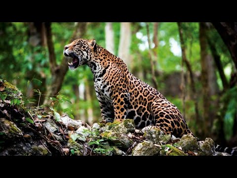 LES ANIMAUX DU MEXIQUE (DOCUMENTAIRE ANIMALIER)