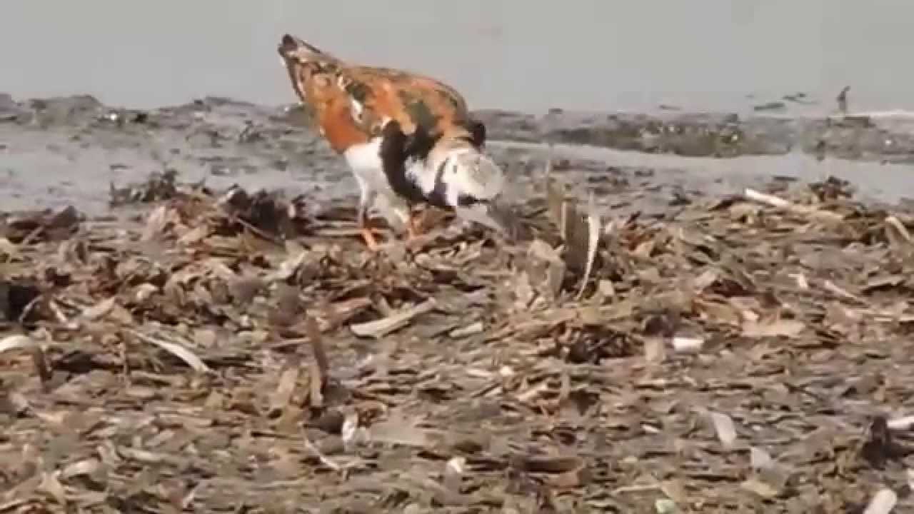 Ruddy Turnstone,Voltapietre (Arenaria interpres)