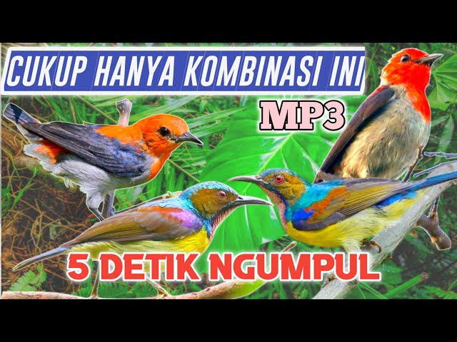 MP3 PIKAT Kemade Kombinasi Korlap Sangat Ampuh untuk Pikat 😱 pikat anti zonk‼️ class=