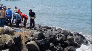 Detik Detik Penyu terjerat Jaring Nelayan Pangandaran