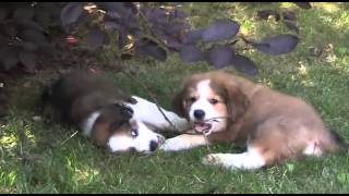 bella 2014 0830 13