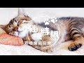 【猫咪特調】呼嚕療癒音樂#03 - 讓主人跟猫奴一起安睡的療癒音樂