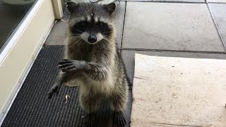 betty raccoon hula girl