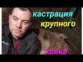 КАСТРАЦИЯ КРУПНОГО ХРЯКА. ксиланит, неуротранк. подготовка к зиме