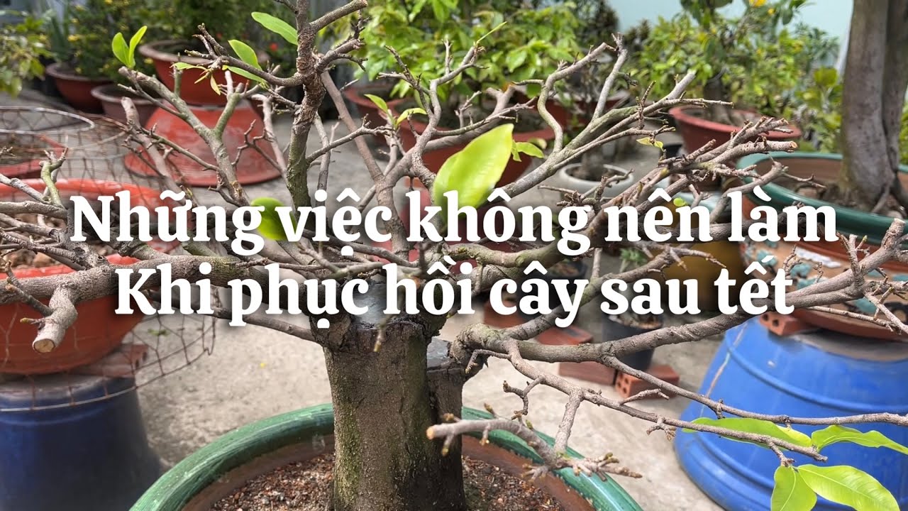 Những việc tránh làm sai và không nên làm khi phục hồi cây sau tết // 12-1 âl 