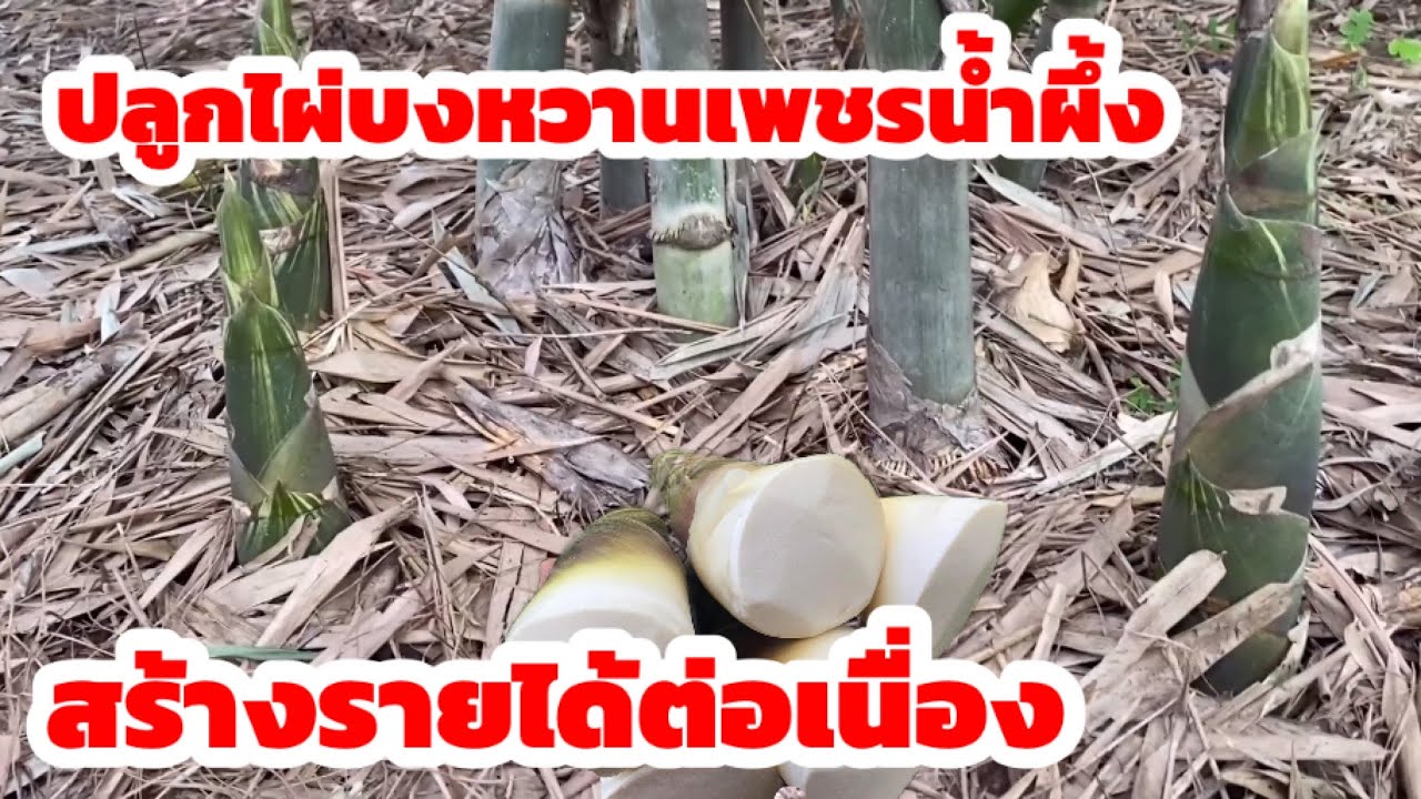 การปลูกไผ่บงหวานเพชรน้ำผึ้งอาจเป็นอีกทางเลือกหนึ่ง ในการปลูกเพื่อเป็นอาชีพเสริม เบอร์โทร 099-9396130