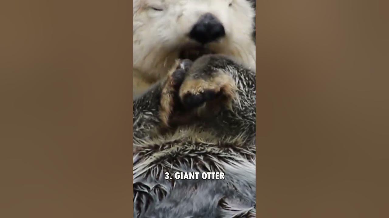 TOP 3 Animals With The LONGEST Claws YouTube top-3-animals-with-the-longest-claws-youtube