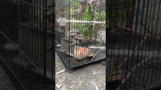 Download Lagu Burung Cipret Makan Pepaya MP3