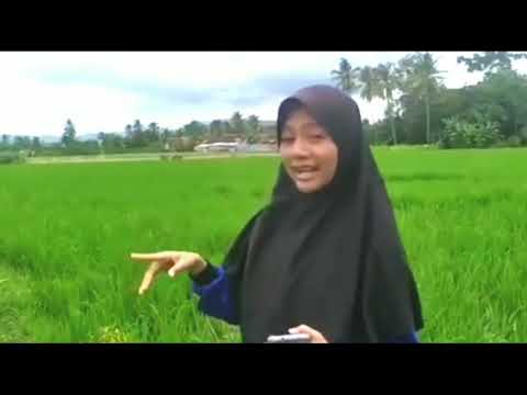 ekosistem-sawah