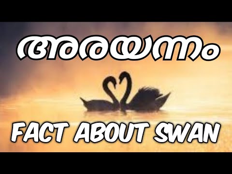 അരയന്നം | ഹംസം | Swan ~ the symbol of love Ep:1 |  green valley | greenvalley | swan | swan bird