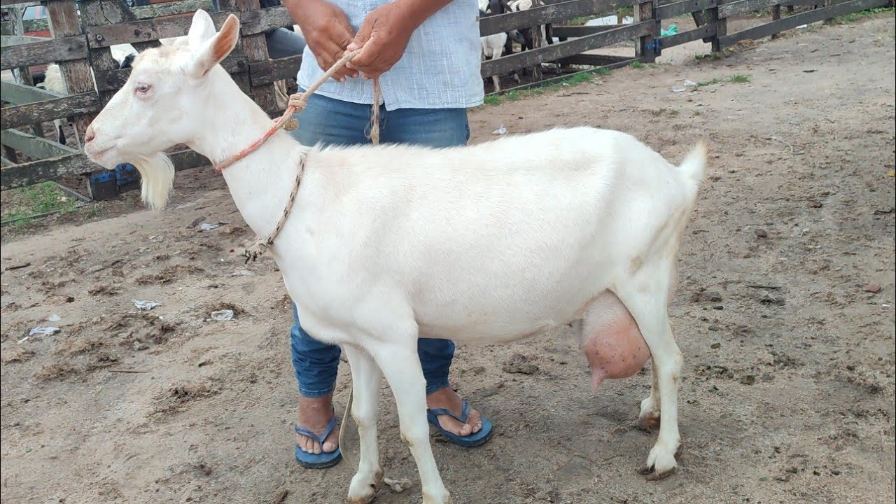 Feira de Porco de Capoeiras-PE 27/02/26