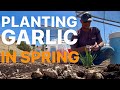 😂 Planting Garlic in Spring