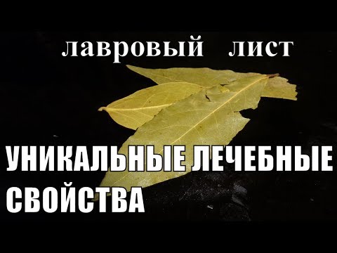 Лавровый лист уникальные лечебные и другие полезные свойства