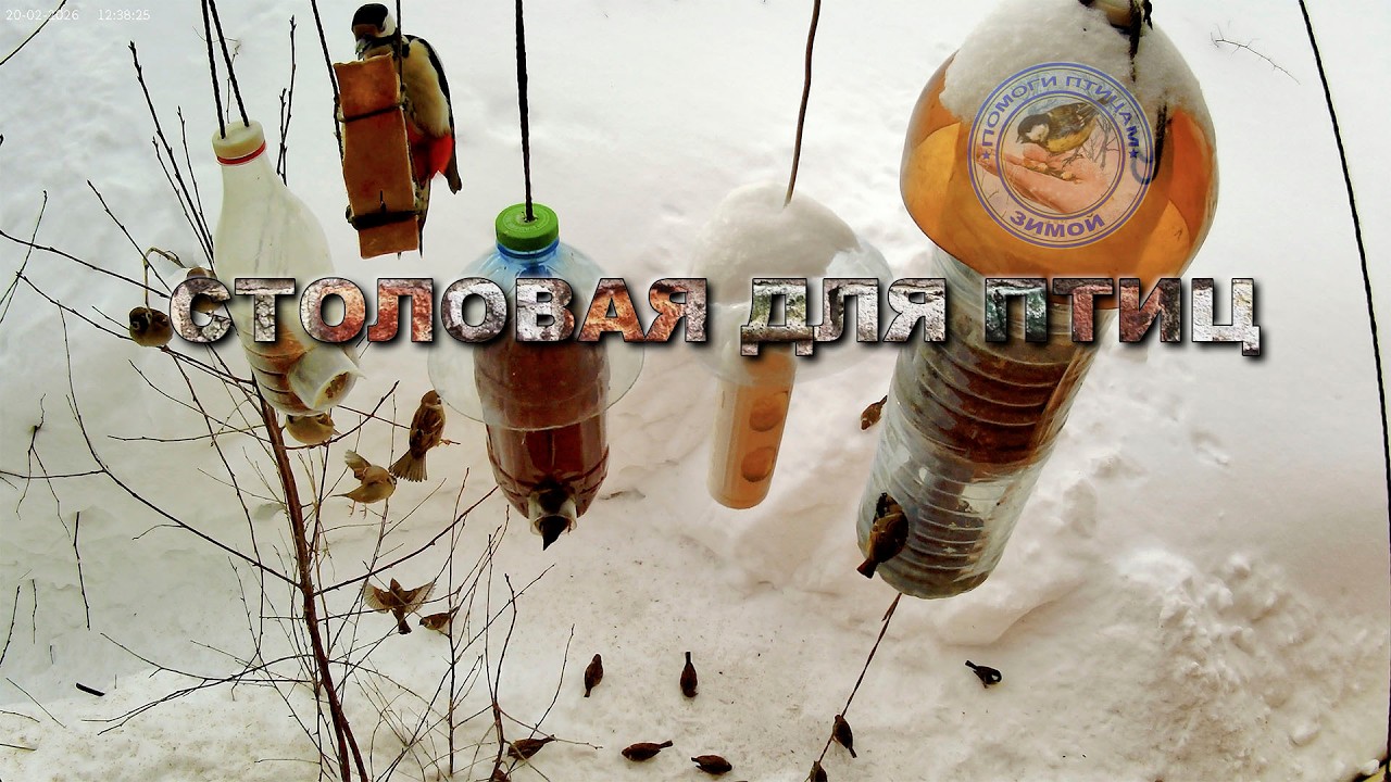 Кормушка для птиц 20 февраля 2026 года (15)