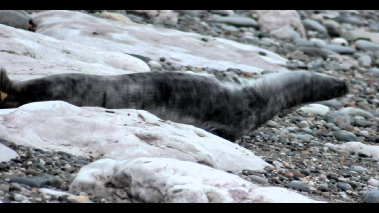nature kpop Seal