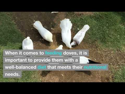 Best Food for Doves | Dr. Veda