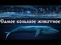 Какое самое большое животное - интересные факты