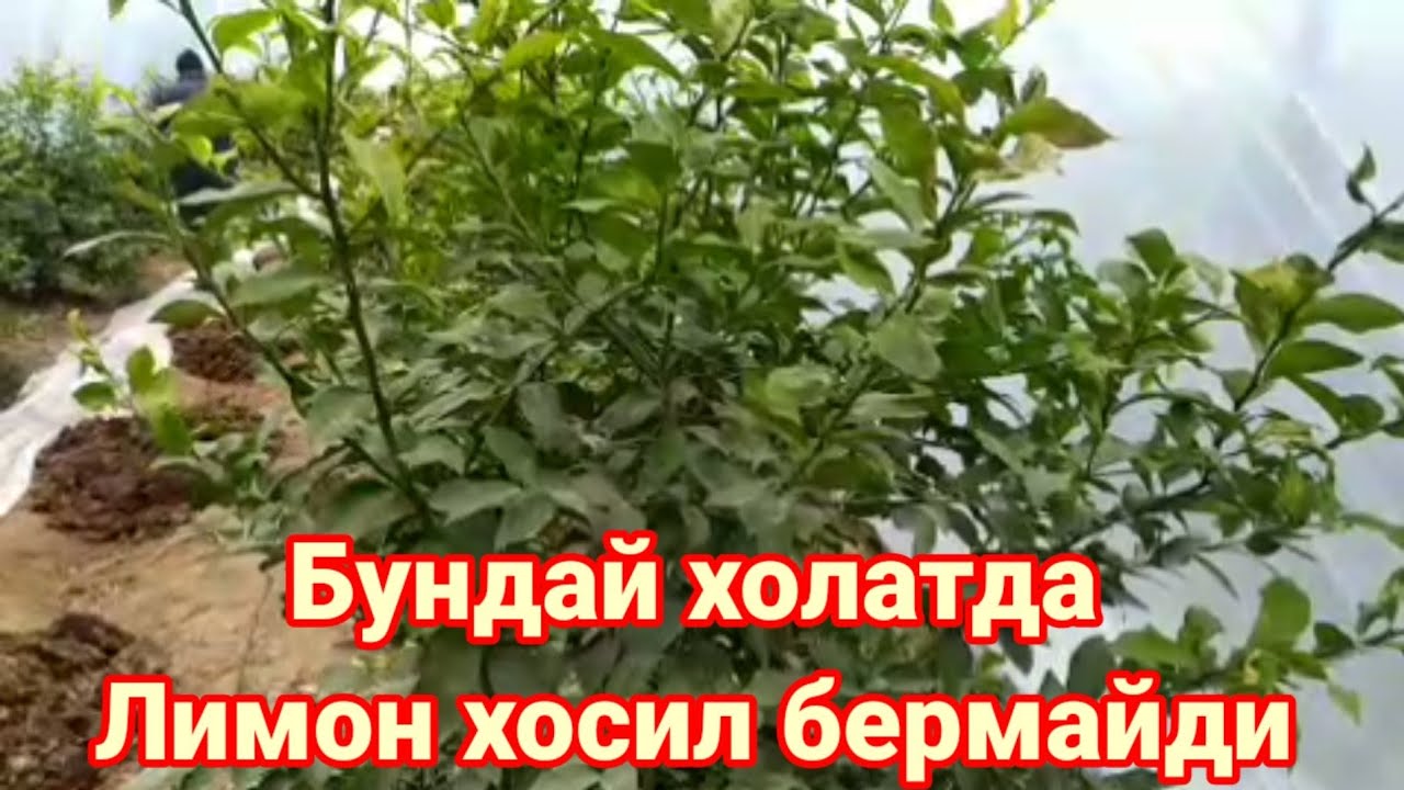31 01 2022 Лимонларда хосилдорликни камайиши ва унинг сабаблари Устоз МухаммадЮсуф Хожиакадан