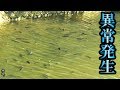 謎魚が異常発生してる川にエサを落とすと…【重大告知アリ】
