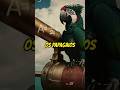 Por que os piratas tinham papagaios?