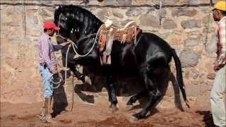 GATILLERO MR RANCHO LOS POTRILLOS