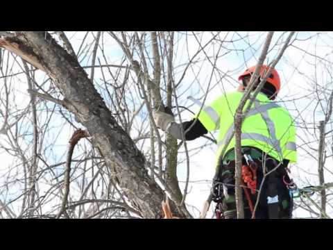 advanced tree care