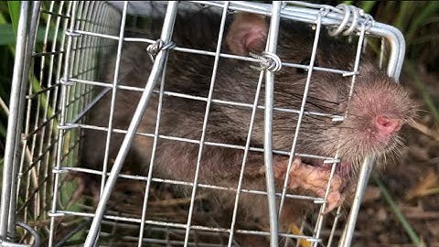 Trúng Mánh Bầy Chuột Cống Nhum Khổng Lồ Dính Liên Tục