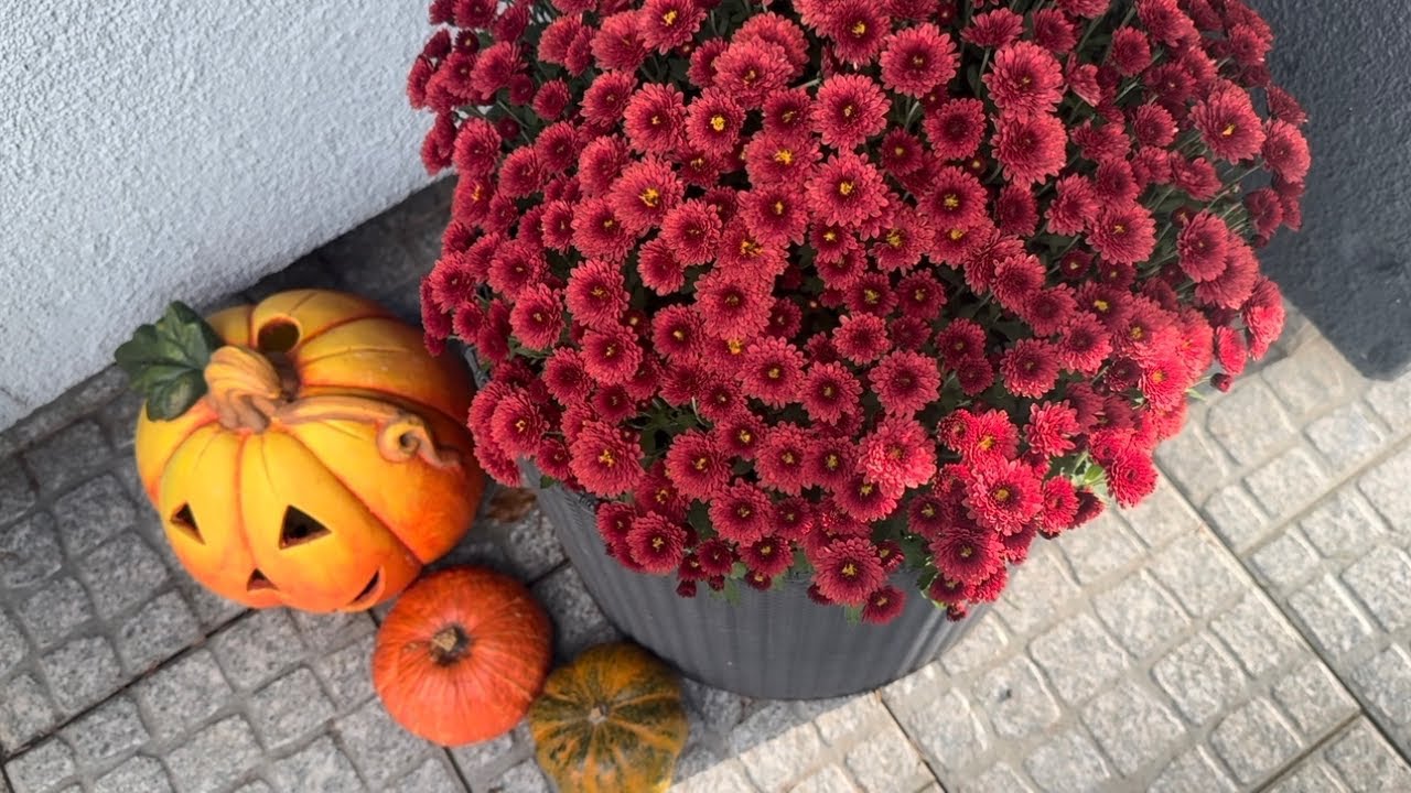 Calm autumn vlog | jesienny vlog z ogrodu | jabłka, grzyby i soki na zimę 