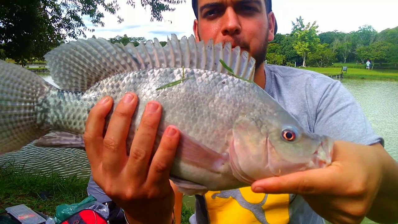 Melhor Hora Para Pescar Tilapia Pescaria de tilápia no pesqueiro Fishing Park !! *Olha q pescaria