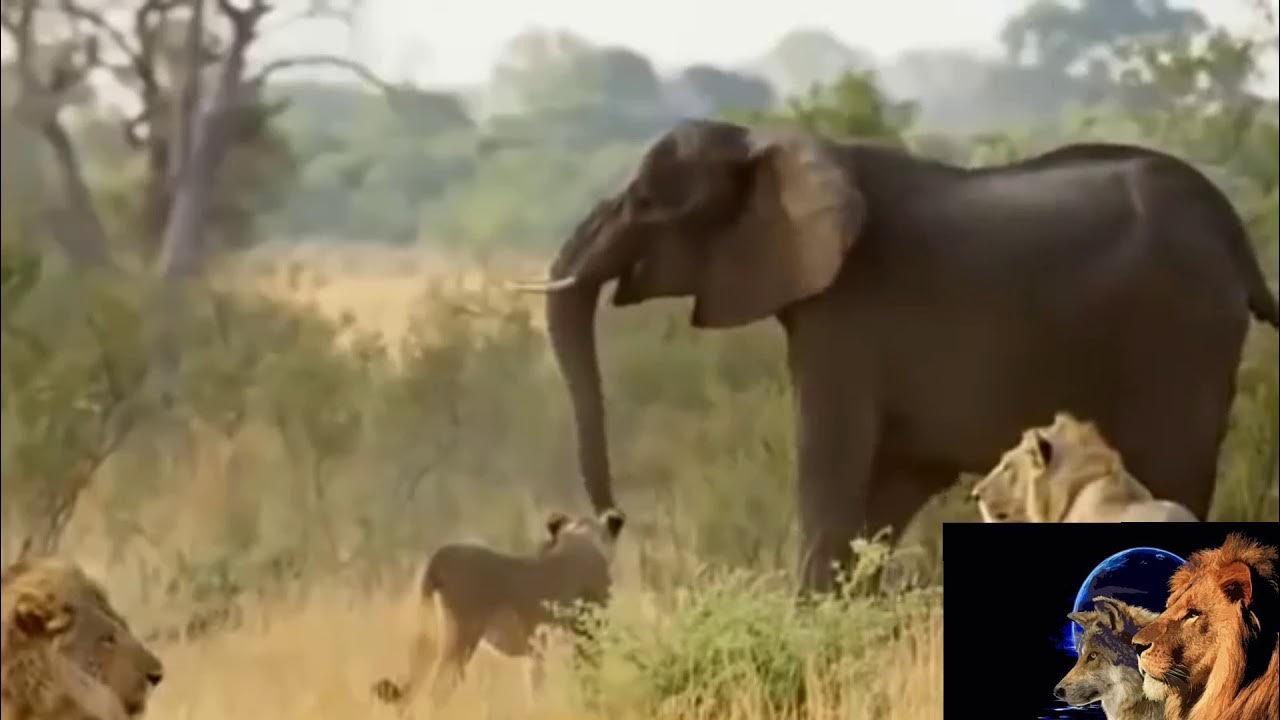 смешная зебра. видео дикой жизни. видео дикой жизни. сибирский бурый медведь против гризли. лагерь уайлдер сериал.