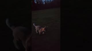 Akita 3 month old puppy late walk