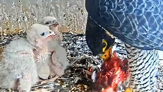 4 CHICKS EAT 5 BIRDS. WELL DONE : MOM FRIDA FEEDS DAD MANGO DELIVERS FOOD. 05.05.2024 UC FALCON LIVE