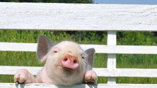 How to Prepare Home for Potbellied Pig | Pet Pigs