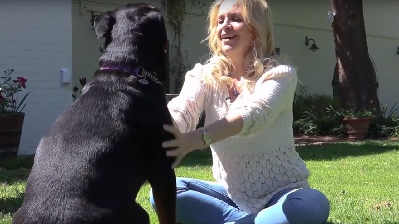 environmental tech Amazing products come to my dog's rescue.