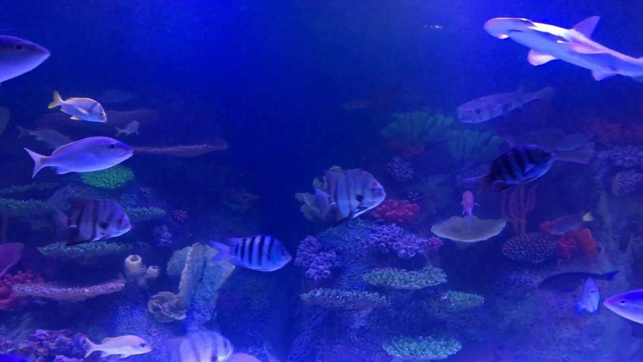 via aquarium rotterdam ny tunnel tank youtube