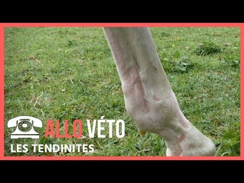 Vidéo: Comment savoir sur quelle jambe un cheval boite ?