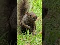 Siggy squirrel in love? #short #squirrel #squirrelwatching