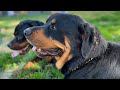 What happens when 3 male rottweilers get into a fight