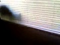 Cat trapped in blinds