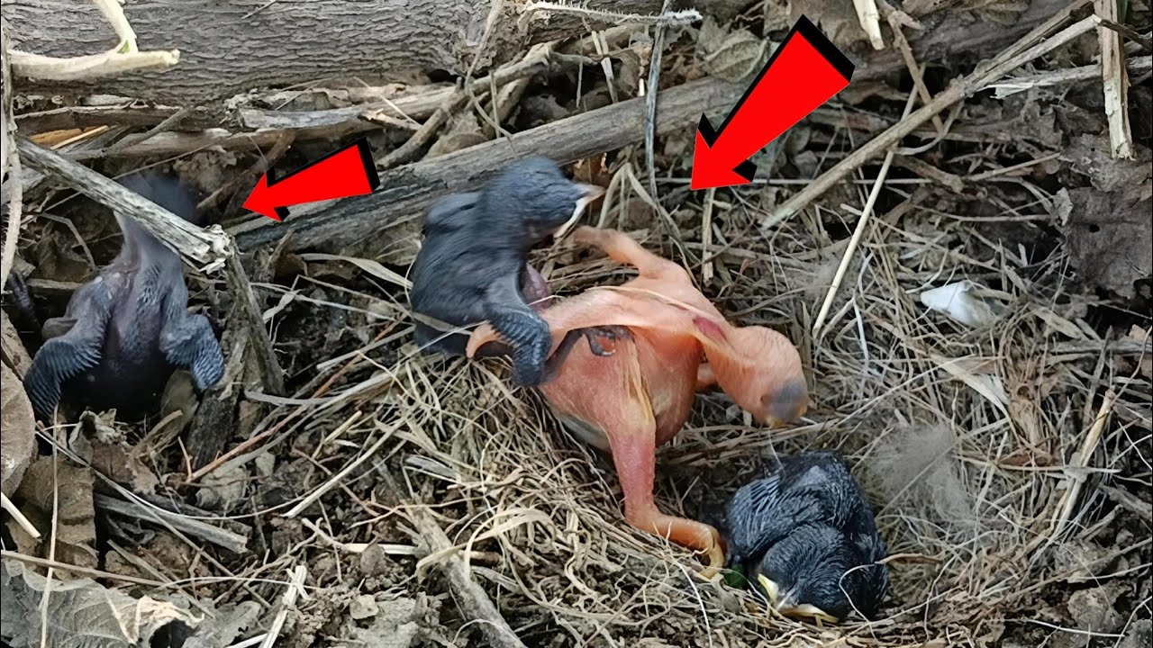Robin bird pushing its babies out of the nest @onlybirds107 - YouTube