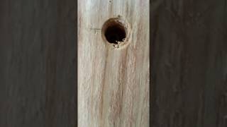 Storm Door with Firing Part 2